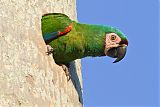 Chestnut-fronted Macawborder=