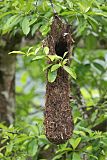 Chestnut-headed Oropendola