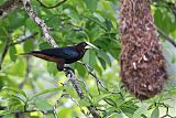 Chestnut-headed Oropendola