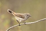 Chestnut-rumped Thornbill