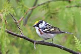 Chestnut-sided Warbler