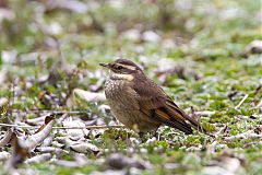 Chestnut-winged Cinclodes