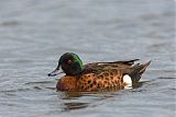 Chestnut Teal