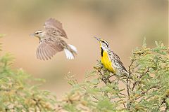 Chihuahuan Meadowlark perching/standing at Texas, United States