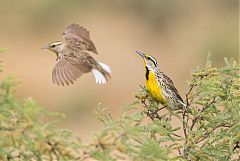 Chihuahuan Meadowlark