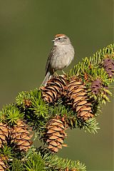 Chipping Sparrow