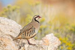 Chukar