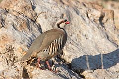 Chukar