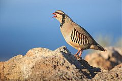 Chukar