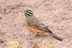 Cinnamon-breasted Bunting