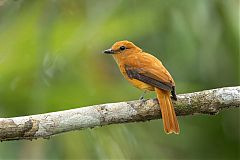 Cinnamon Attila