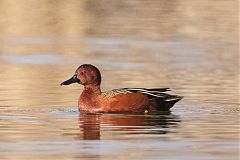 Cinnamon Teal