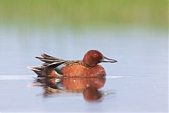 Cinnamon Teal