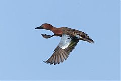Cinnamon Teal