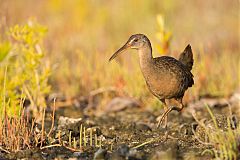 Clapper Rail