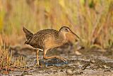 Clapper Rail