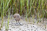 Ridgway's Rail