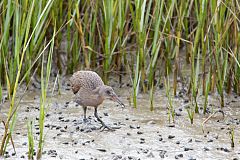 Ridgway's Rail