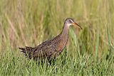 Clapper Rail