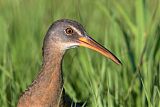 Clapper Rail