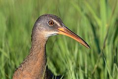 Clapper Rail