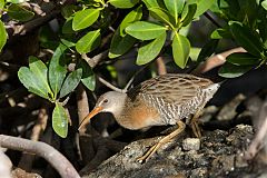 Clapper Rail