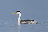 Clark's Grebe