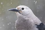 Clark's Nutcracker