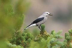 Clark's Nutcracker