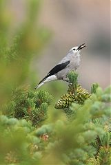 Clark's Nutcracker