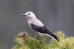 Clark's Nutcracker