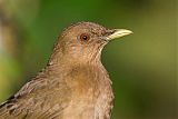 Clay-colored Thrush