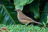 Clay-colored Thrush