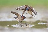 Cliff Swallow