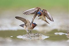 Cliff Swallow