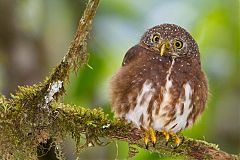 Cloud-forest Pygmy-Owl