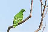 Cloven-feathered Dove