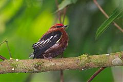 Club-winged Manakin