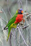 Coconut Lorikeet