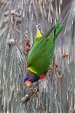 Coconut Lorikeetborder=