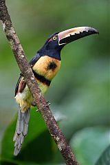 Collared Aracari