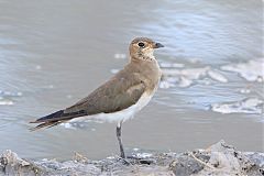 Collared Pratincole