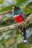 Masked Trogon