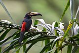 Collared Aracari