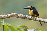 Collared Aracari