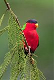 Collared Lory