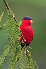 Collared Lory