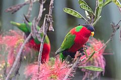 Collared Lory