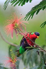 Collared Lory