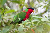 Collared Lory